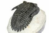 Hollardops Trilobite Fossil - Orange Eye Facets #357349-5